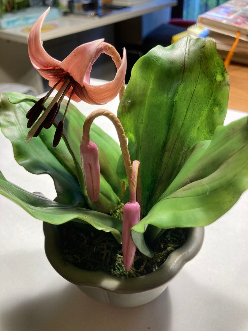 保護猫ファミリー　 すみれ　かたくり